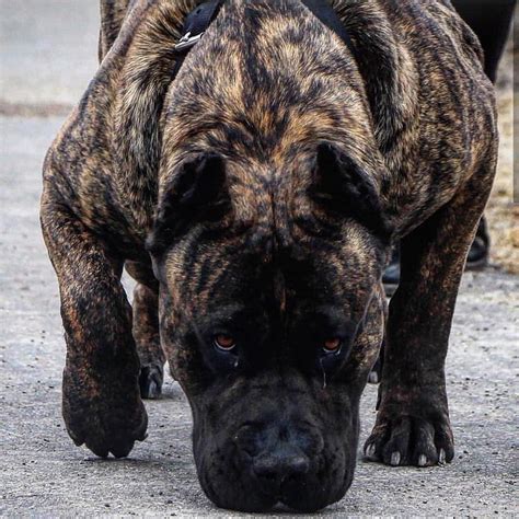 Cane Corso Dog Breed Info Pictures Characteristics And Facts