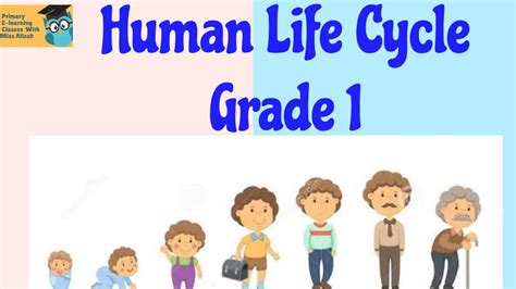 Science Human Life Cycle For Grade 1 Youtube