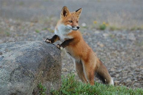 The 2 Types Of Foxes In Denver Pictures And Info Wildlife Informer