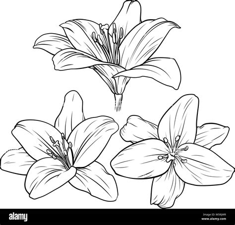 Lily Flower Illustration Stock Vector Image And Art Alamy