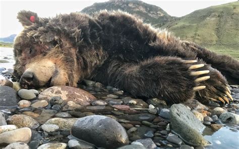 Death Of A Grizzly Bear A Yellowstone Life