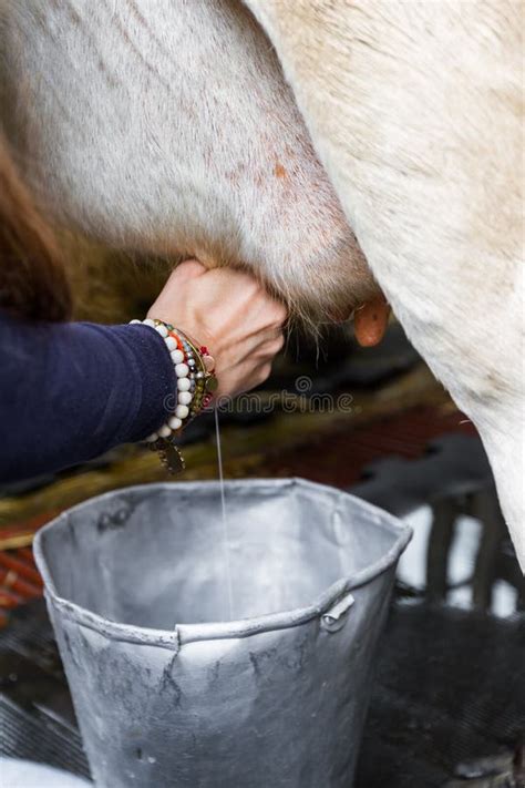 Woman Milking Cow Stock Photos Free Royalty Free Stock Photos