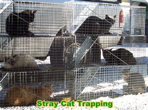 Get enough traps for each cat in the colony. Stray Cat Trapping - How to Trap Feral Cats