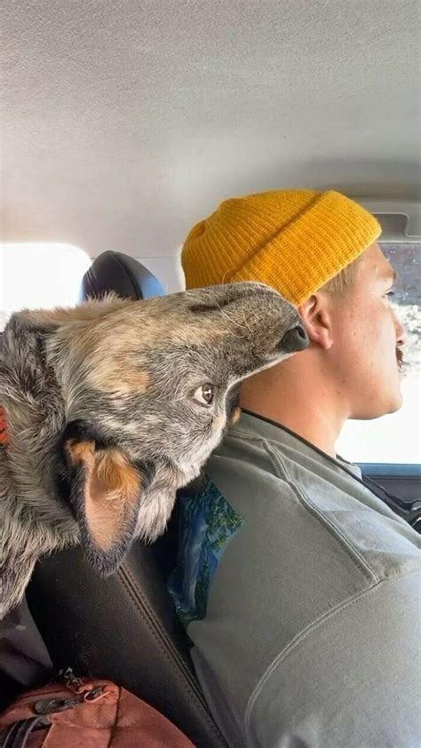 Psbattle Dog With Head Back In Car With Driver Rphotoshopbattles