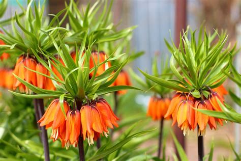 The Uks 7 Best Plants With Orange Flowers Upgardener