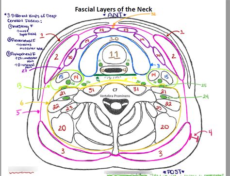 Fascial Layers Of Neck Diagram Quizlet
