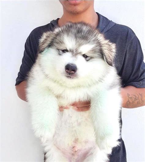 Malamute Do Alasca 20 Fotos Que Vão Te Deixar Apaixonado Por Essa