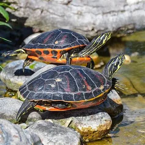 Types Of Freshwater Pond Turtles For Outdoors Pond Turtle Pets Pond