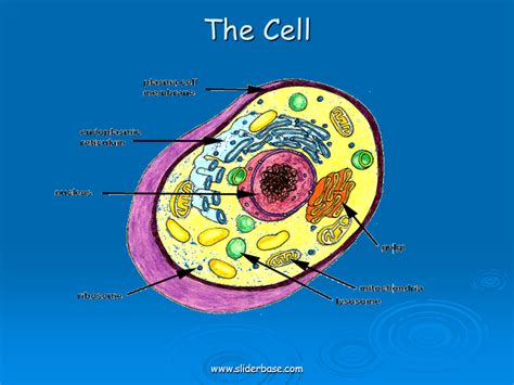 Create healthcare diagrams like this example called liver cells in minutes with smartdraw. Diagram of a cell membrane