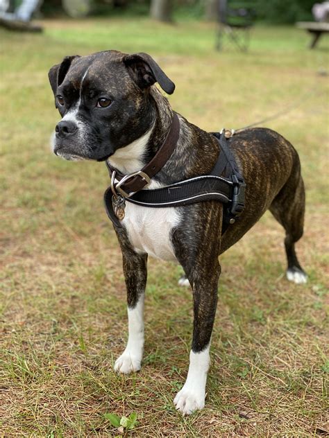 Meet Bean ️ Shes An English Bulldog Boston Terrier Cross And Shes The