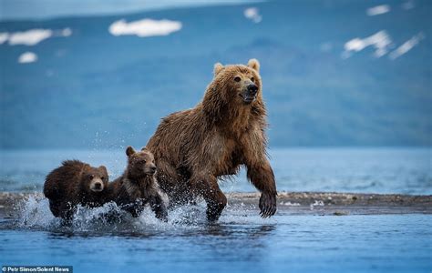 Bear Cub Looks On With Its Mother As Sibling Learns How To Fish And