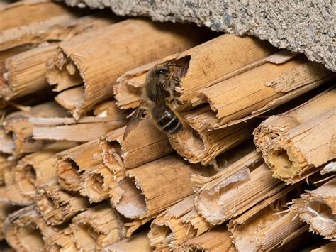 Dry grass clippings, piles of dried leaves, porch furniture cushions, insulation, or other loose material. Protecting and Providing Nesting for Native Bees and Wasps ...