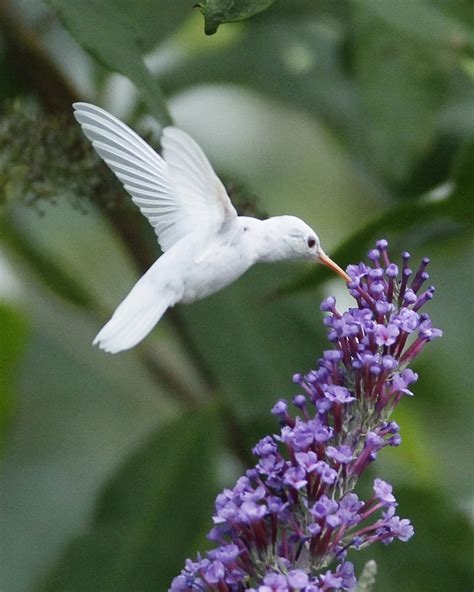 Albino Ruby Throated Hummingbird Photograph By Kevin Shank