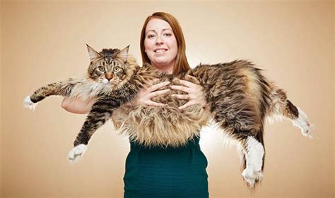 In past centuries, it was believed that the maine coon was a cross. Maine Coon Ludo awarded place in Guinness World Records ...