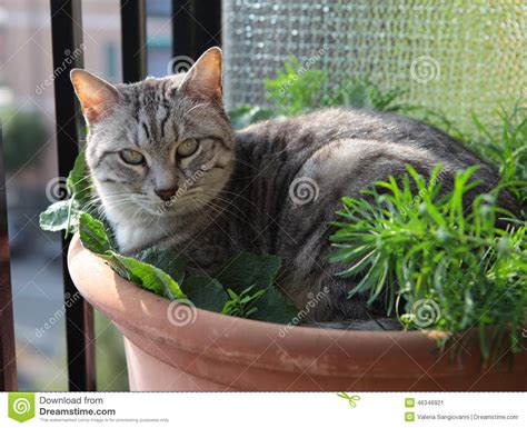 Cat In Flower Pot Stock Image Image Of Housecat Faithful