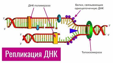Похудеть по днк