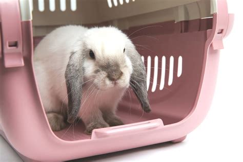 how to take care of a rabbit after neutering or spaying
