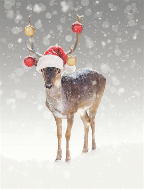 Christmas Reindeer In Snow With Santa Hat Stock Image Image Of Deer