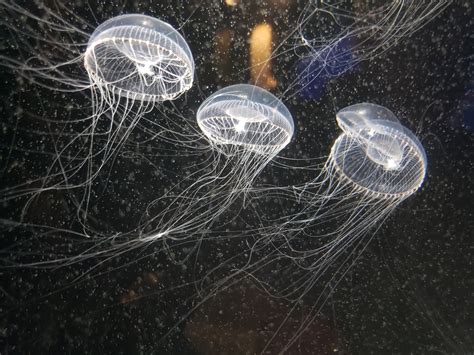 Three Translucent Jellyfish Free Stock Photo Public Domain Pictures