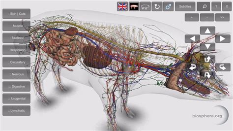 3d Pig Anatomy Software For Mobile Devices Youtube
