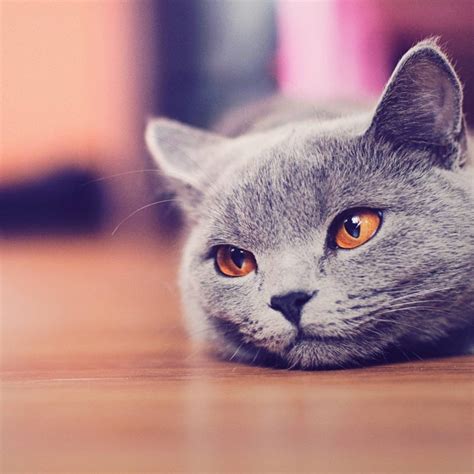 10 Most Popular Cute Cat Desktop Wallpaper Full Hd 1920×