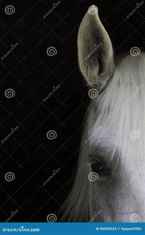White Horse Head Stock Photo Image Of Detail Majestic 86000324