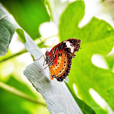 Leopard Lacewing Butterfly Photograph By Jane Rix Fine Art America