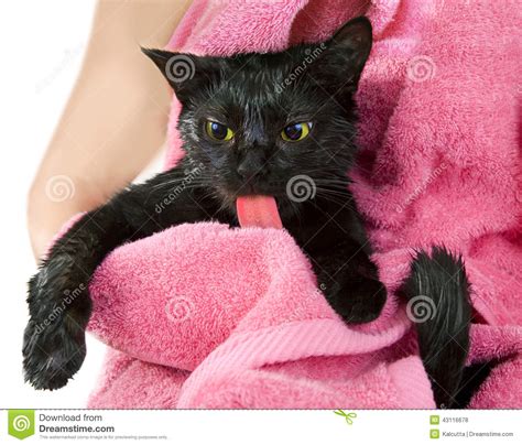 Cute Black Soggy Cat After A Bath Licking Stock Photo