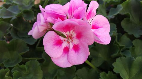Rocky Mountain Light Pink Geraniums Are So Beautiful With The Two Tones