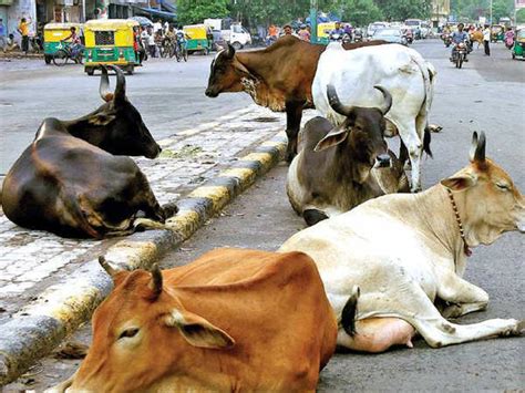 Down In India But Stray Cattle Rose In Gujarat By 50 000 In Seven Years Ahmedabad News