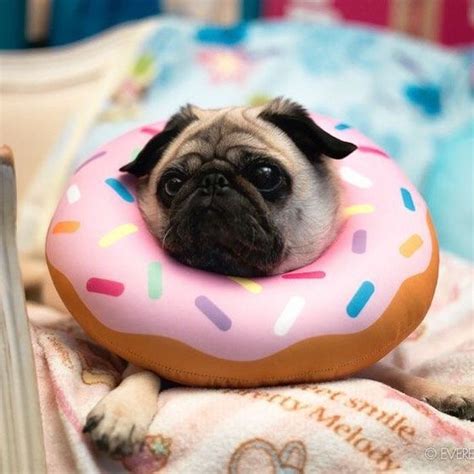 Pug In A Donut Rubber Ring Pug Donuts Cute Dogsofinstagram Animals
