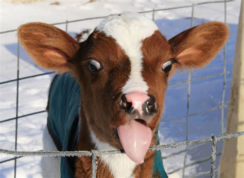 Keep Calm And Lepre Chaun Holstein Calf Greeting Card Cows Funny