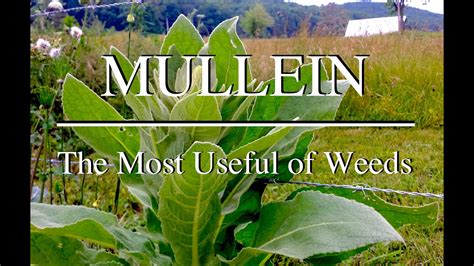 Mullein A Great Medicinal Plant With Practical Uses Youtube
