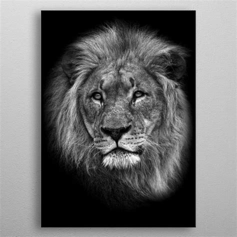 African Lion Head Black Poster By Mk Studio Displate Black And