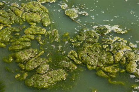 Ahs Warns Of Cyanobacteria In Eagle Lake Strathmore Times