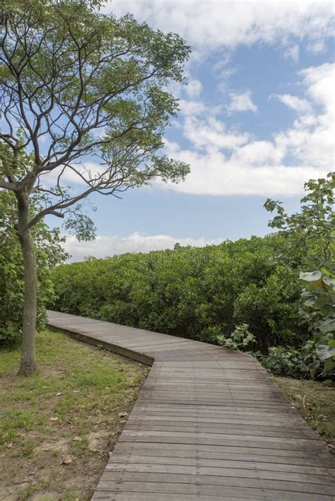 Long Wooden Pathway In Mangrove Forest Stock Photo Image Of Board