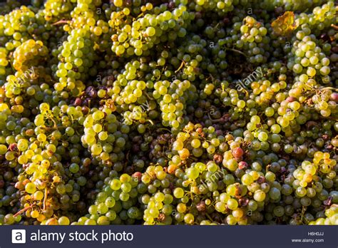 Riesling Grapes Harvested In The Moselle Valley Germany Stock Photo