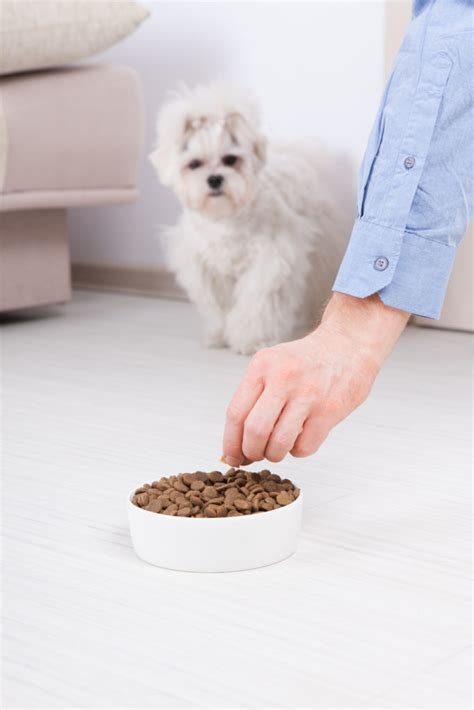Just make sure you take your dog to the vet regularly for visits. How to Tell If Your Dog Has Cancer or Diabetes | Dog ...