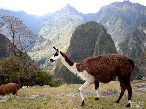 La fauna peruana