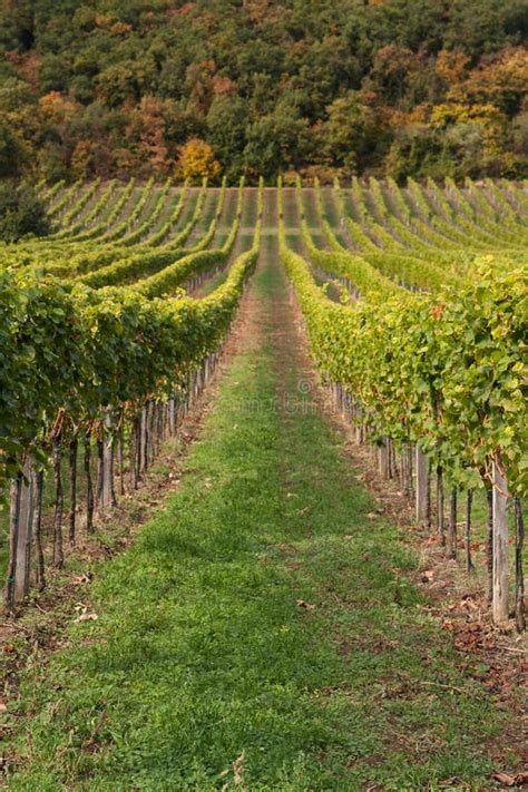 Raws Of Grape Vines At Vineyard Stock Image Image Of Healthy