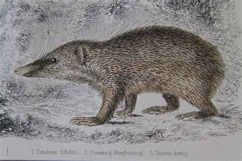 Antique Hedgehogs Print Original Hand Coloured Victorian Etsy