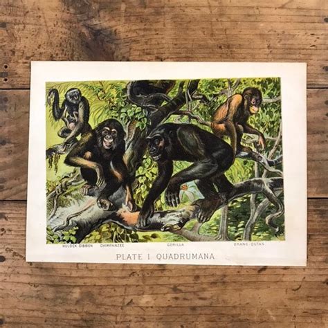 Chimpanzees And Gorilla 1880 Print Plate I Quadrumana Etsy