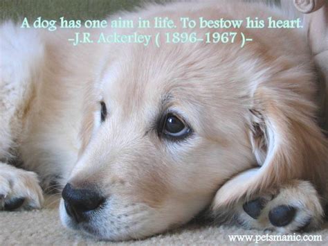 Dog Quotes Pets Manic Blog Page 2