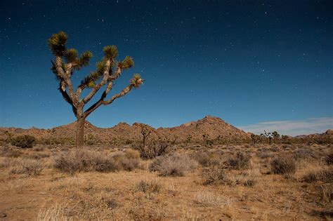 Three Crucial Desert Regions In California Gain Monument Status Audubon