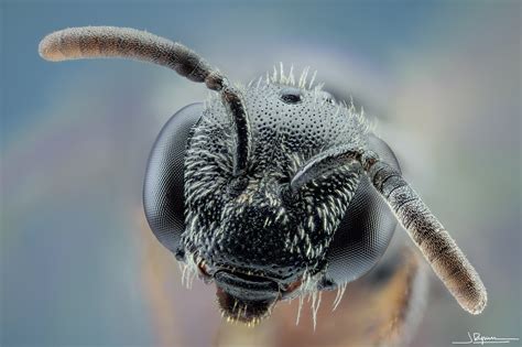 Conoce La Espectacular Macrofotografía De Insectos De Javier Rupérez