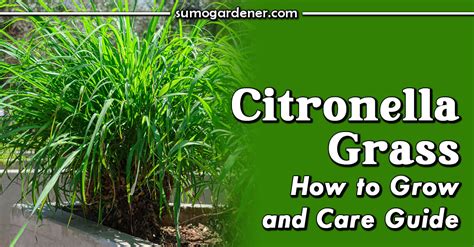 Citronella Grass How To Grow And Care Guide Sumo Gardener