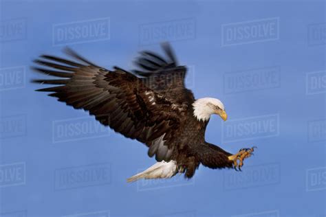 Bald Eagle Landing Haliaeetus Leucocephalus Southeast Alaska Stock