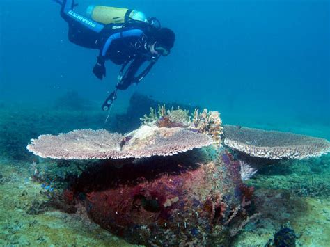 Using Cremation Ashes To Create Artificial Coral Reefs Funeral Guide