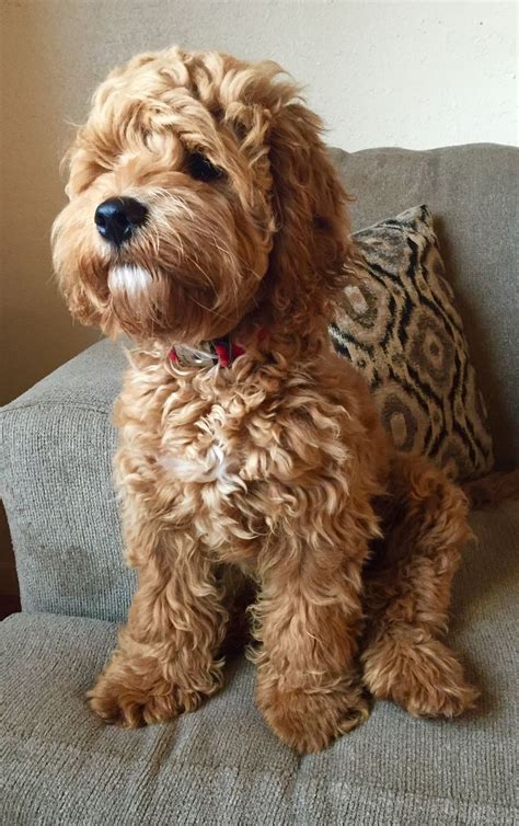 We are the most popular resource for. Image result for cockapoo haircuts | Cockapoo dog ...
