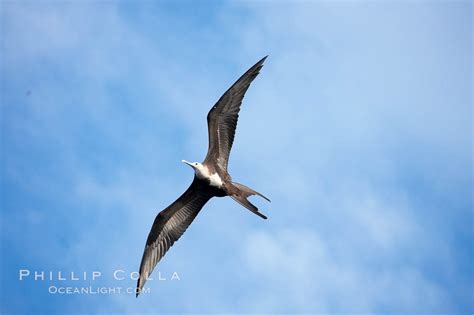 Magnificent Frigatebird Juvenile In Flight Fregata Magnificens Wolf